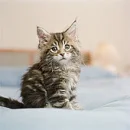 aaww