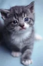 kittie