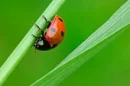 ladybird