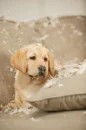 naughty pup