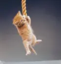 hanging on...