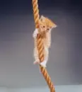 hanging on...