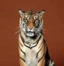 scary tiger