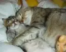 cats!
