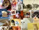 Cat colage