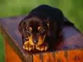 dogs cute