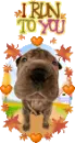 cute kawaii dog : i run to you