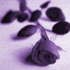 purple rose