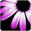 purple rain