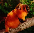 Baby Monkey