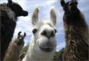 a llama nose