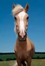 Palomino Horse