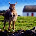 Donkey