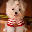 Puppy