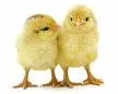 aa