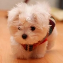 Puppy