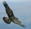 Hawk
