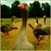 Goose