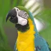 Macaw