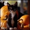 Kitten
