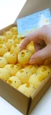 cute kawaii little fluffy chicks
