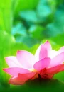 lotus flower
