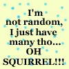 Squirrel