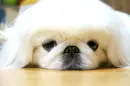 CUTE PUPPY