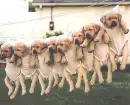hanging puppies