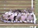 puppies