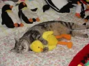 loving cat