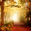 Trail