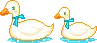 ducks