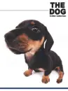 cute dog