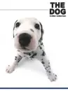 cute dalmatian dog
