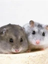cute hamsters