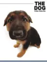 cute dog