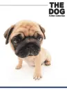 cute dog