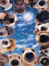 cute dogs
