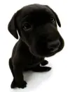 cute dog