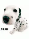 cute dog