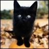 Kitten On Pumpkin