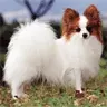 Papillion