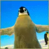Penquin