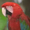 Macaw