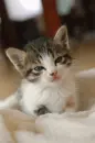 CUTE KITTY