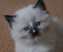 Cute Ragdoll Kitten