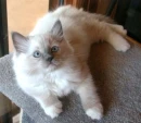 Ragdoll Kitten