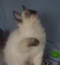 A Silly Cat 