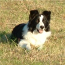 Sheep Dog/border collie